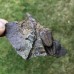 Conocoryphe cirina